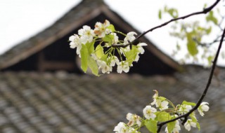 清明节文明祭扫的意义（清明节文明祭扫的意义和目的）