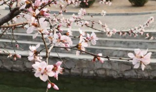 关于落花的唯美句子（关于落花的唯美句子短句）