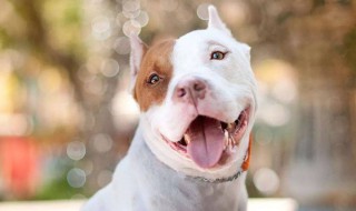 吃狗粮是什么意思 撒狗粮是什么意思