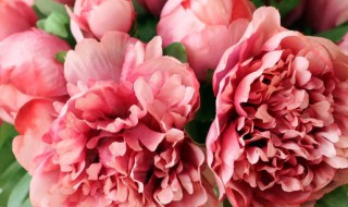 馥郁是什么意思（孤芳自赏是什么意思）