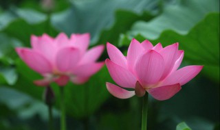 关于夏天的句子唯美 关于夏天的句子唯美短句