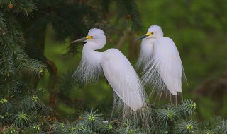 白鹭的主要内容 落花生的主要内容是什么