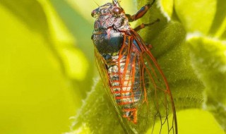 蝉和蚂蚁的寓言（蝉和蚂蚁的寓言概括）