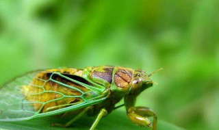 蝉和蚂蚁的寓言读后感（蝉和蚂蚁的寓言读后感100字）