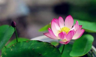 荷花作文 荷花作文400字左右