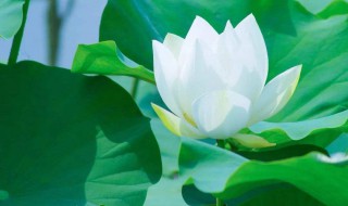 碧绿碧绿的什么的（碧绿碧绿的什么的类似的词语）