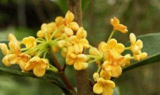 形容桂花香的优美句子 形容桂花香的优美句子三年级