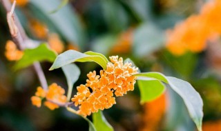 八月桂花读后感（八月桂花读后感500字）