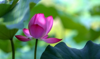 荷花与人生的感悟 荷花与人生的感悟和体会