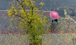 秋雨作文（秋雨作文800字）