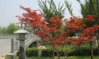 行香子翻译（行香子翻译和原文树绕村庄）