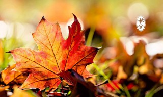 秋分的优美诗词 秋分的优美诗词发朋友圈