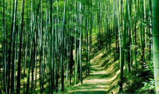 竹子作文（竹子作文300字）