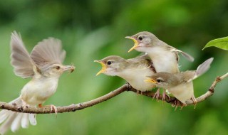 母爱作文 母爱作文开头结尾摘抄