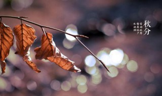 秋分作文800字 秋分作文怎么写