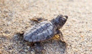 小乌龟的外形特点描写（小乌龟的外形特点描写一段话）