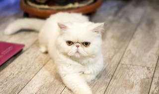 猫的外形特点描写（猫的外形特点描写三年级）