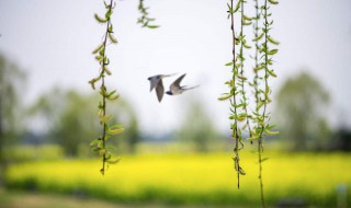 描写春风的诗句有哪些（描写春风的诗句有哪些古诗）