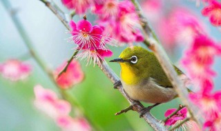 描写黄鹂的诗句（描写黄鹂的诗句有哪些三年级）