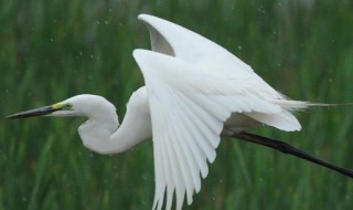 描写白鹭的优美句子 描写白鹭的优美句子100个字