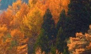 描写初秋的优美语句 描写初秋的优美语句赞美文笔记