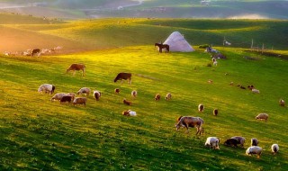 描写草原美景的好片段（描写草原美景的好片段作文）