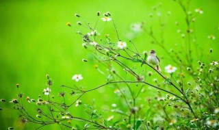 描写春草的诗句有哪些 描写春草的诗句有哪些古诗