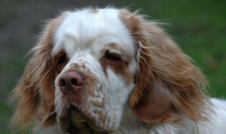 小狗的外形特点描写（小狗的外形特点描写三年级）