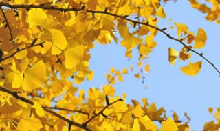 描写秋色的诗句 描写秋色的诗句古诗词