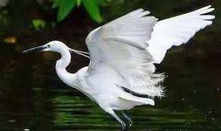 描写白鹭的诗（描写白鹭的诗句）