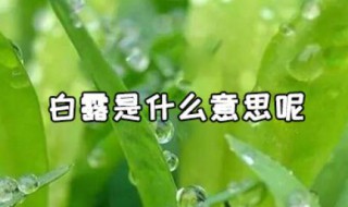 白露什么意思 蒹葭白露什么意思