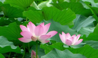 荷花象征着什么（荷花象征着什么寓意）