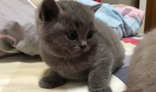 蓝猫怎么养 蓝猫怎么养才会胖