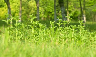 小草像什么比喻句 一片小草像什么比喻句