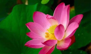 荷花像什么比喻句 荷花像什么比喻句二年级