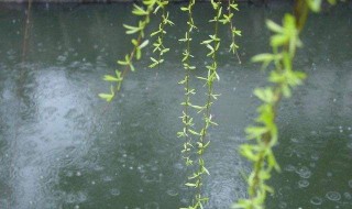 关于雨的优美句子（关于雨的优美句子10字）