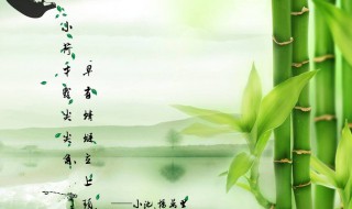 描写竹子的优美句子 描写竹子的优美句子段落