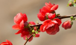 红瘦指的是哪种花 红瘦指的是哪种花出自哪里