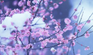 描写梅花的句子或段落 描写梅花的句子或段落100字