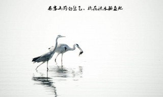 桃花流水鳜鱼肥的上一句 张志和的桃花流水鳜鱼肥的上一句