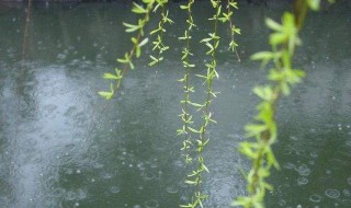 描写春雨的诗句有哪些 描写春雨的诗句有哪些七年级