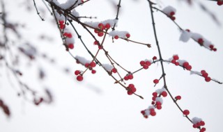 咏雪原文和翻译（咏雪原文翻译及中心思想）