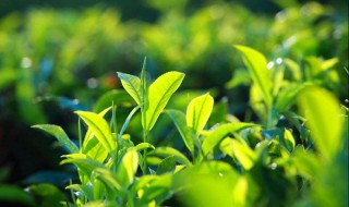 绿茶啥意思（绿茶啥意思形容人）