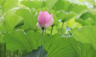 什么是荷花定律 什么是荷花定律和竹子定律