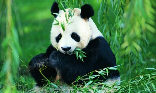 熊猫英语怎么读 熊英语怎么读
