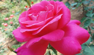 什么的月季花填空颜色 什么的月季花填空颜色词语