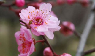 解语花什么意思（清肌莹骨能香玉,艳质英姿解语花什么意思）