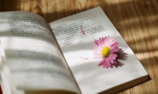 狼道讲的是什么（狼道讲的是什么内容的故事）