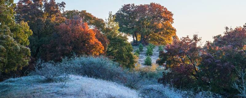 霜会打开什么种子的壳 霜降还会打开哪些种子的壳
