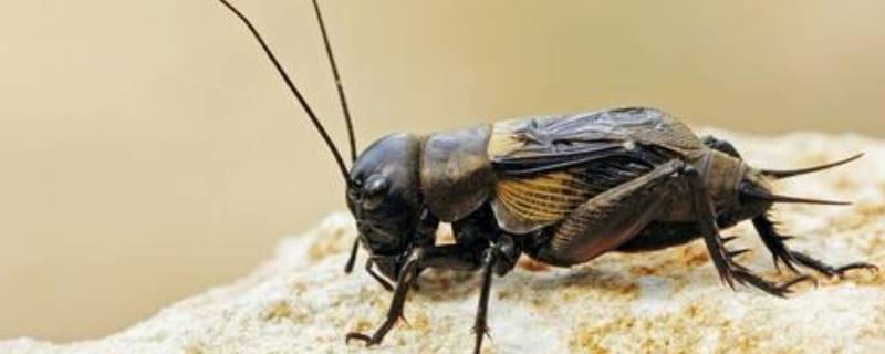 蟋蟀的触角像什么（蝴蝶的触角）